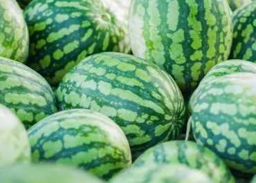 EL DEBATE: Las sandías gigantes españolas, pendientes del calor para dar el pelotazo en Europa