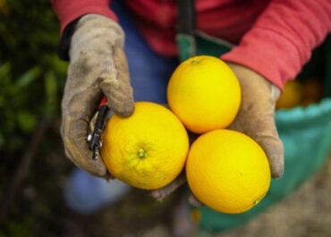FRESH PLAZA: Sudáfrica se convierte en el mayor exportador de cítricos con 2,9 millones de toneladas en 2025.