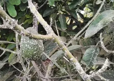 ATLÁNTICO HOY: “El plátano, el aguacate y la piña en riesgo extremo de desaparecer”: agricultores canarios pendientes de que el Gobierno estatal permita el uso de fitosanitarios contra las plagas El campo canario lleva dos años esperando un permiso excepcional de fitosanitarios mientras las plagas de mosca blanca y cochinillas ponen al límite la piña de El Hierro, el plátano y el aguacate