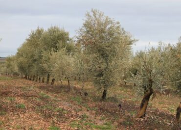 AGRONEWS CASTILLA Y LEON: 10 medidas clave de VOX para el campo andaluz: rechazo frontal al Pacto Verde, Mercosur y la reforma de la PAC