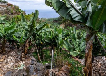 EL TIME: PALCA- Unión de Uniones insta al Ministerio de Agricultura a devolver cuanto antes a Canarias 7,4 millones de euros FEADER que le corresponden