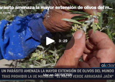 OK DIARIO: Un parásito amenaza la mayor extensión de olivos del mundo tras prohibir la UE matarlo: «El Pacto Verde arrasará Jaén»