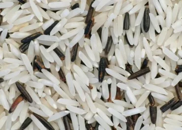 OK DIARIO: Los agricultores se plantan ante las importaciones de Asia: el arroz europeo puede desaparecer si no se toman medidas urgentes