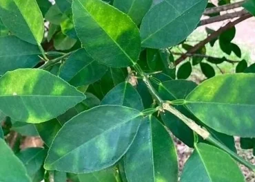 ABC: https://okdiario.com/naturaleza/agricultores-plantan-importaciones-asia-arroz-europeo-puede-desaparecer-si-no-toman-medidas-urgentes-16706385?shem=dsdf,sharefoc,agadiscoversdl,,sh/x/discover/m1/4