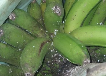 AGRONEWS CASTILLA LEÓN: 7 datos impactantes de la crisis fitosanitaria en Canarias: PALCA lleva la mosca blanca y la cochinilla al Congreso
