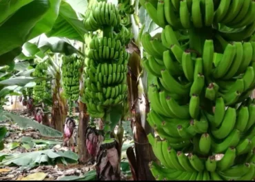 EL PALMERUS: PALCA- Unión de Uniones insta al Ministerio de Agricultura a devolver cuanto antes a Canarias 7,6 millones de euros FEADER que le corresponden