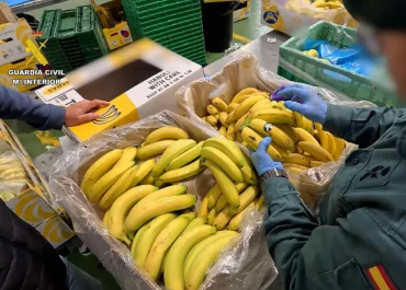 TODO ALICANTE:  La Guardia Civil neutraliza a una empresa alicantina que mantenía en pie de guerra a los productores de plátano de Canarias La mercantil está acusada de vender toneladas de banana como si fueran de la marca protegida | Se expone a una sanción de hasta tres millones de euros