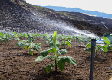 EL APURON: El Gobierno aprueba un plan de 23,1 millones de euros para el sector primario canario, con fondos para regadío en La Palma