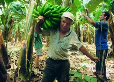 LA VOZ DEL NORTE DE TENENERIFE: El hundimiento del precio del Plátano de Canarias no es un accidente: “es el fracaso de una gestión que nadie asume”