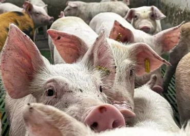 EL DIA: La peste porcina sigue pasando factura: el precio de la carne de cerdo está un 156% más barata que hace un año