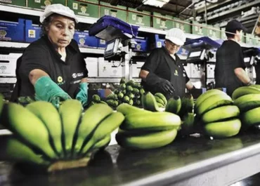 CANARIAS AHORA:  El plátano de Canarias inicia el calvario de precios propio del verano      El valor en origen, el que se ingresa al productor local descontados los costes de comercialización, cae en dos semanas 0,30 euros por kilo, lo que ya coloca el ingreso del platanero isleño por debajo de los 0,90 euros, justo en el límite de la rentabilidad del cultivo sin contar el cobro de la ayuda Posei
