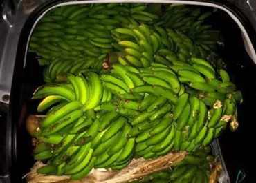 CANARIAS AHORA:  La Guardia Civil investiga a siete personas acusadas de robar 950 kilos de aguacates y 280 de plátanos en fincas de Tenerife      Los supuestos ladrones son reincidentes con múltiples antecedentes policiales por hechos delictivos similares y, además, residían en las inmediaciones de los terrenos afectados