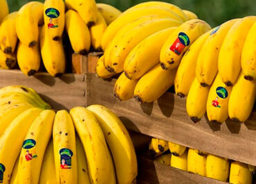 GOMERA VERDE: El colectivo de agricultores y ganaderos Unión de Uniones ha opinado este lunes que el hundimiento de los precios de venta del plátano de Canarias «no puede considerarse un hecho accidental ni inesperado, sino la consecuencia de una gestión incapaz de adaptar la producción y la comercialización a las condiciones reales del mercado».