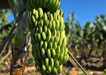 EL TIME: PALCA exige dimisiones por la caída del precio del Plátano de Canarias