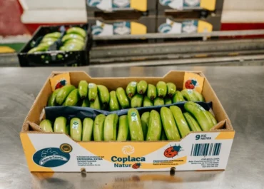 MERCADOS:  “Esperamos un año de volúmenes normales en plátano” Coplaca trabaja para hacer frente a los principales desafíos del sector platanero canario en una campaña en la que el volumen parece que no será un problema