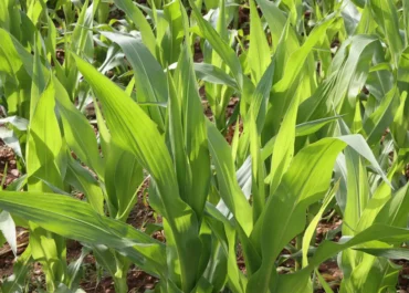 AGROINFORMACION: La falta de materias activas hace que la agricultura afronte un riesgo creciente sobre sanidad vegetal: «No se puede curar sin medicinas»