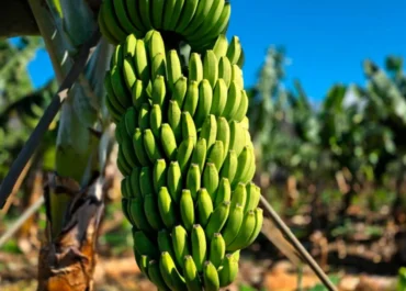 EUROPA PRESS:Agricultores dicen que el «desplome» del precio del plátano se debe a falta de planificación