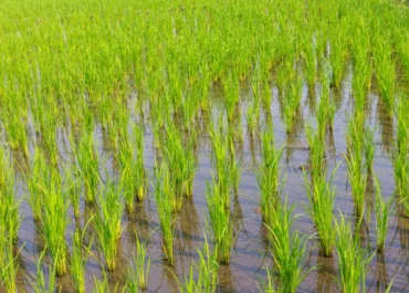 AGROINFORMACION: No se puede prohibir sin alternativas»: piden herramientas efectivas para garantizar la viabilidad del cultivo del arroz frente a las plagas