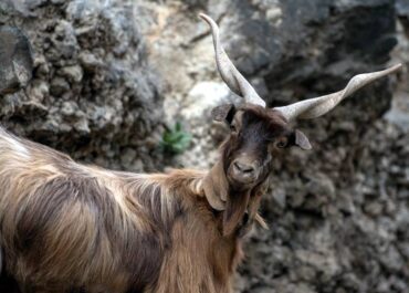 EL APURON: Perdigón propone un plan de control de cabras asilvestradas para proteger la agricultura y el medio natural