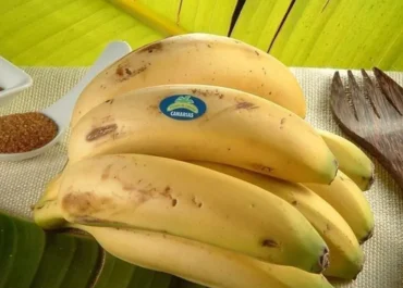 FRESHPLAZA: «El desplome del precio del Plátano de Canarias evidencia una grave falta de planificación»