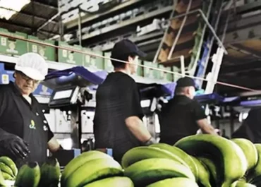 CANARIAS AHORA:  Primera ‘pica’ de plátano del año en Canarias: Asprocan ordena la retirada de 630.000 kilos      El embarque de la semana que entra, la 34, pasa de 6,4 millones de kilos a 5,8, casi el 10% menos; esta oferta se saca del mercado ante los precios de ruina actuales, 0,37 euros/kilo para el agricultor local, y para salvar las retenciones anteriores en fincas, que así contarán en el histórico y en la ayuda     — El mercado del plátano en la Península, aún más hundido: los agricultores ya solo reciben 0,36 euros/kilo.