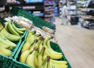 CANARIAS AHORA:  La ‘banana’ sigue comiéndole terreno al plátano de Canarias en España: la fruta importada ya copa entre el 54 y el 64% del mercado      El género de terceros países alcanza las 241.582 toneladas hasta junio, en el primer semestre de 2026, con 30.541 más respecto al mismo periodo de 2025 y el 14,5% de alza; el plátano llega a las 178.689 toneladas, el 9,15% de subida y casi 15.000 toneladas más, aunque un aumento débil para no seguir cediendo cuota
