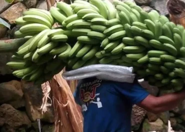 CANARIAS AHORA:  Las pérdidas de los plataneros de Canarias se agudizan: el valor recibido por ventas en la Península llega a 0,33 euros el kilo      El precio en origen de la fruta expedida al resto de España, el 90% de la producción, alcanza el nivel más bajo en dos años en la semana 33; las cantidades que ingresen los cosecheros solo cubrirán algo más de un tercio de los costes agrícolas y no habrá rentabilidad alguna ni sumando la ayuda del Posei