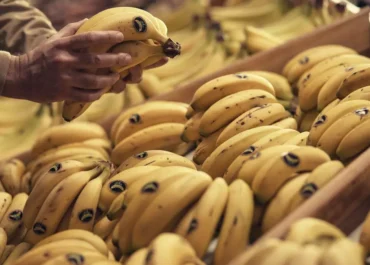 CANARIAS AHORA:  Los precios no reaccionan al alza pese a la ‘pica’ de plátano: los agricultores canarios siguen recogiendo pérdidas en agosto      El valor que se remunerará al cosechero isleño por la fruta expedida al resto de España en la semana 34 se mantiene en niveles medios para calidades superiores por debajo de los 0,36 euros por kilo, un retorno de ruina para costes agrícolas entre 0,70 y 0,80 euros