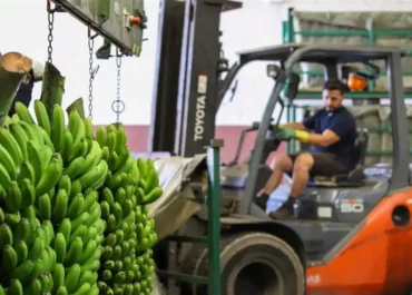 CANARIAS AHORA:  El mercado del plátano en la Península, aún más hundido: los agricultores ya solo reciben 0,36 euros/kilo      El precio en origen que publica el MAPA para la semana 30, del 20 al 27 de julio, que es un promedio sobre el ingreso al cosechero isleño descontados los gastos de comercialización, solo dibuja hondas pérdidas, pues el coste medio de producción por kilo está en 0,70-0,80 euros; ni con la ayuda Posei, se gana dinero