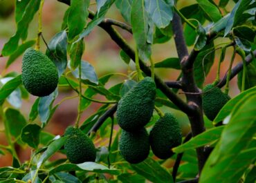 EL APURÓN: Un estudio plantea diversificar cultivos para adaptar la agricultura canaria al cambio climático