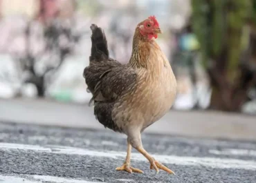 EL DIA: Los distribuidores canarios miran a Europa para sustituir el pollo brasileño: «Hasta tres euros más caro» La Unión Europea prohíbe la carne de ave de Brasil por incumplimiento sanitario y obliga al Archipiélago a buscar alternativas para abastecer a consumidores, restaurantes y hoteles