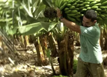 CANARIAS AHORA: El mercado del plátano de Canarias sigue roto y ya solo sobrevive (de ruina o con pérdidas) la calidad extra      Los ingresos del platanero que da el ministerio para la semana 31 se mantienen en torno a 0,36 euros/kilo, cantidad que se recibirá por la fruta de máxima calidad; un precio muy por debajo del coste de producción (0,70-0,80 euros), con lo que no hay ganancia ni sumando la ayuda (0,32 euros)