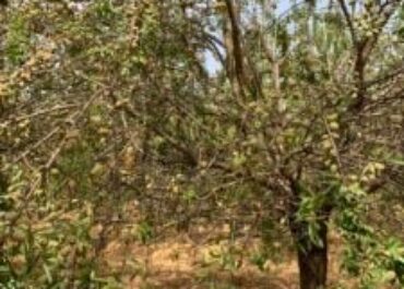 AGROINFORMACIÓN:La falta de materias activas eficaces ha acabado con 2.500 hectáreas menos de almendros en Córdoba en dos años y ahora la araña roja reducirá la producción