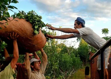 AGROFY NEWS: Misiones busca volver al glifosato tras dos años de prohibición  El oficialismo impulsa un proyecto de ley; la restricción de su uso quedará atada a la definición de Senasa