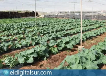 EL DIGITAL DEL SUR: Más de 1,1 millones de euros para los agricultores canarios: el Estado inyecta ayudas para compensar el alza de los fertilizantes Un total de 1.264 profesionales del campo en el archipiélago recibirán el abono en septiembre, dentro de un paquete estatal de 494,5 millones impulsado para aliviar los costes derivados de la crisis de Oriente Medio