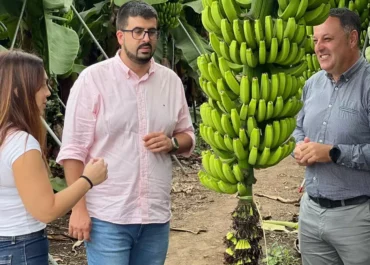 CANARIAS AHORA:  El PSOE exige al Cabildo y al Gobierno canario que abone de “una vez la deuda con el sector agrícola por la ceniza y la pérdida de renta”      Borja Perdomo, portavoz del Grupo Socialista, señala que “La Palma no se va a terminar de recuperar del volcán con excusas ni el victimismo que exhiben permanentemente quienes gobiernan el Cabildo y el Gobierno canario, sino con acciones valientes que nacen de priorizar los recursos públicos para lo que realmente importa, como nuestro sector primario”