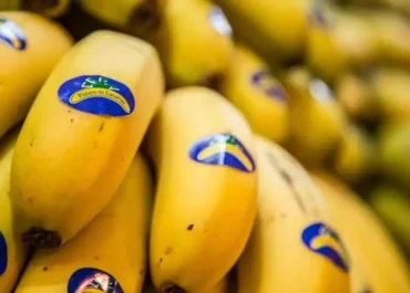 CANARIAS AHORA:  La recuperación del plátano tampoco llega en septiembre, que ‘regala’ el peor precio al agricultor del año: 0,321 euros el kilo      El precio medio en origen del MAPA para la semana 37, en 0,321 euros por kilo, es aún peor que el ya segundo más bajo, de 0,325 en la última semana de agosto; los productores isleños están desesperados y las soluciones para recuperar valores remunerativos para el cosechero tardan en llegan tras más de dos meses