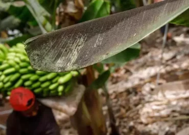 CANARIAS AHORA:  La Consejería de Agricultura prevé pagar antes de 2027 las ayudas pendientes por la ceniza volcánica en La Palma      Dirigentes de ese departamento avanzan a algunos afectados que Agricultura proyecta saldar al completo esos apoyos, tras cinco años de finalizar la erupción, aportando los nueve millones de euros necesarios, el 81% restante; hasta ahora solo se había abonado el 19% del total, dos millones de euros, en abril de 2024