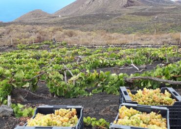 ELAPURÓN: Canarias refuerza la recuperación y conservación de variedades de vid en La Palma
