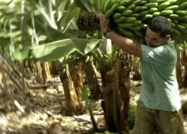 CANARIAS AHORA:  El platanero canario recibe la peor noticia sobre el pago de su fruta: a 32 céntimos el kilo, un tercio de sus costes      El precio medio en origen que publica el Ministerio de Agricultura para la semana 35 se convierte en el más bajo de los últimos 12 meses, supone seguir con la ruina del cultivo este verano y no da ni para cubrir los gastos de explotación incluso sumando la ayuda directa de la UE; Asprocan se agarra a la recuperación del mercado este septiembre
