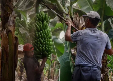 EL DIA: Crisis histórica en el plátano canario: Palca y Unión de Uniones denuncian pérdidas millonarias por precios bajo coste Las organizaciones agrarias exigen responsabilidades inmediatas tras dos meses continuados vendiendo la fruta por debajo de los costes de producción
