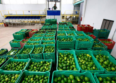 AGROINFORMACIÓN: Enfado con el modo de importación de cítricos de la UE: «No puede proteger el modelo holandés y sudafricano a costa de los agricultores españoles»