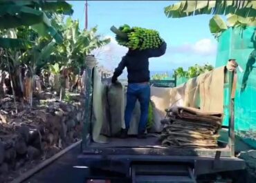 INFONORTE: Pérdidas millonarias en el plátano de Canarias: dos meses de ruina y nadie dimite Los productores denuncian la falta de planificación y exigen responsabilidades a ASPROCAN y al Gobierno de Canarias tras dos meses de pérdidas continuadas.