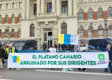 EL PALMERUS: Pérdidas millonarias en el plátano de Canarias: dos meses de ruina y nadie dimite