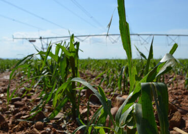 AGROINFORMACION: El granizo convierte este mes en el «agosto de más siniestralidad de la historia del seguro agrario» con daños en 54.600 hectáreas de cultivo