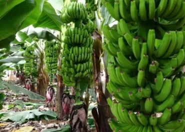 FORBES: Agricultores avisan de pérdidas millonarias en el plátano canario este verano y exigen dimisiones en Asprocan