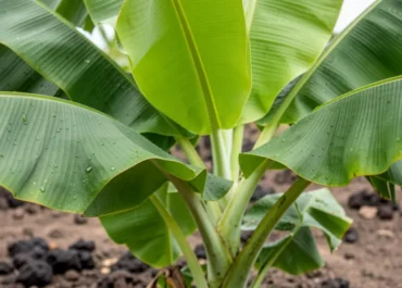 LA VOZ CANARIA: Gáldar digitaliza el plátano con 3,2 millones de euros para ahorrar agua  El proyecto AGALDAT busca modernizar el sector agrícola con inteligencia artificial y sensores para reducir el consumo hídrico entre un 40% y un 60%.