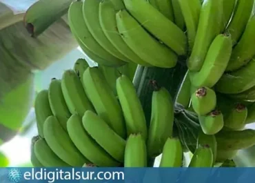 EL DIGITAL DEL SUR: Nueva ofensiva agrícola para erradicar la mosca blanca espiral de las plataneras Técnicos y productores evalúan sobre el terreno los tratamientos más efectivos contra un insecto esquivo que daña la hoja y el fruto al fomentar el hongo de la negrilla