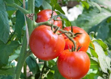 EL ECONOMISTA: Los expertos en huertos coinciden: «La polilla del tomate no se combate con insecticidas, sino con esta bacteria de venta en tiendas»